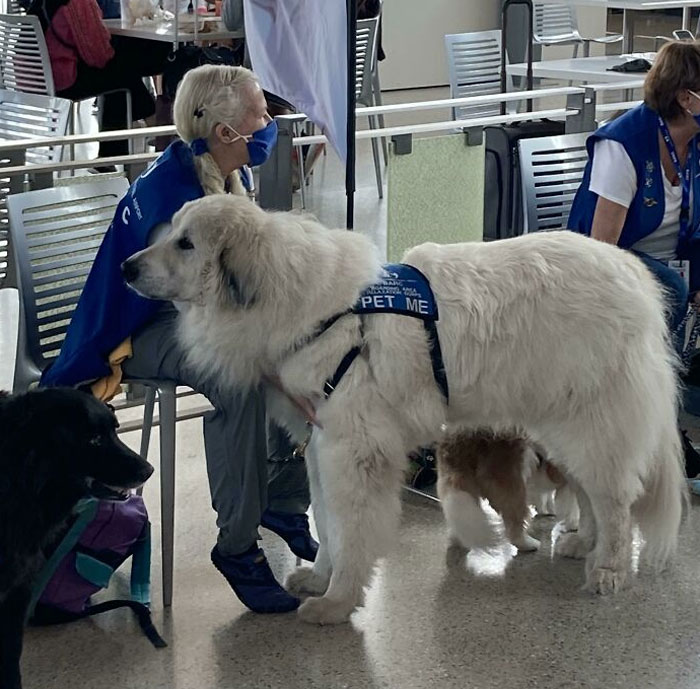 Comfort Dog At The Airport