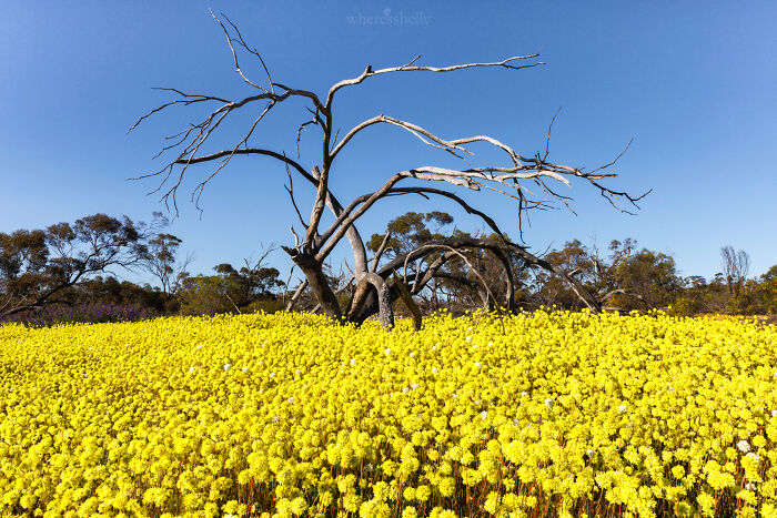 Coalseam Conservation Park, Western Australia