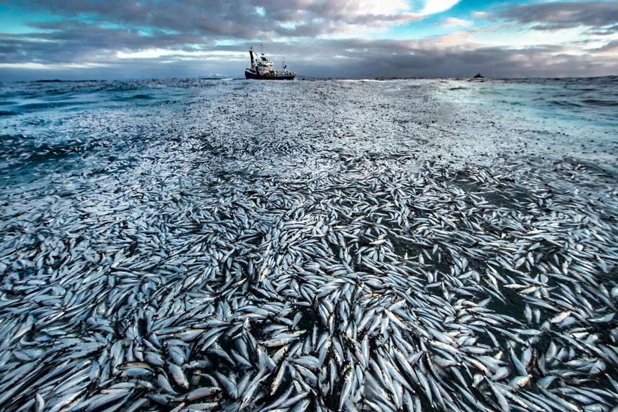 Net Loss By Audun Rikardsen (Norway), Highly Commended In Oceans - The Bigger Picture