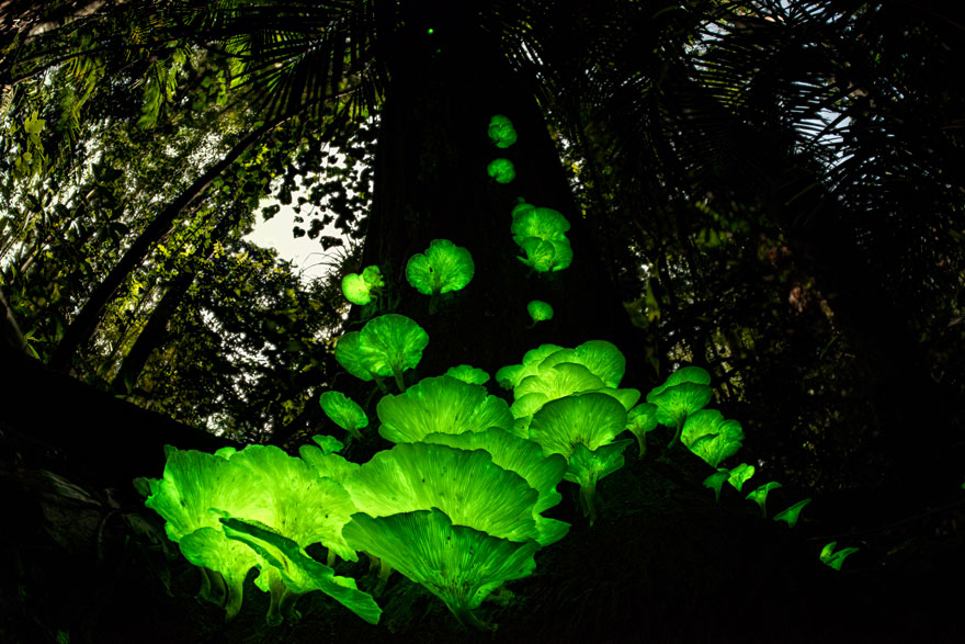 Mushroom Magic By Juergen Freund (Germany/Australia), Highly Commended In Plants And Fungi