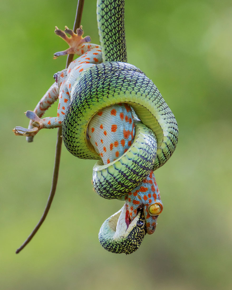 The Gripping End By Wei Fu (Thailand), Highly Commended In Behaviour: Amphibians And Reptiles