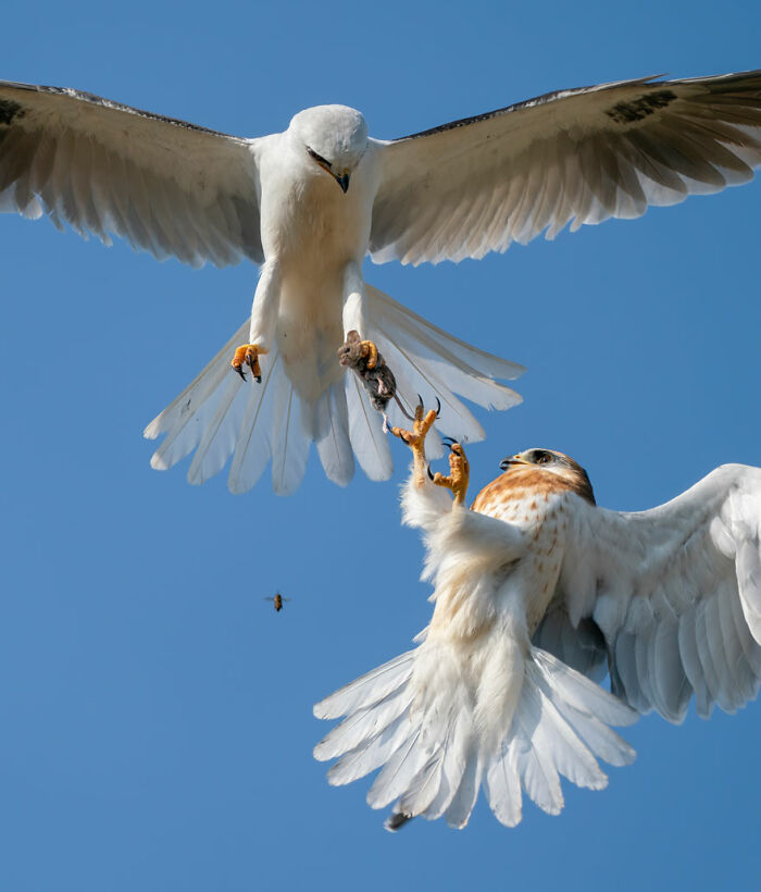 En el aire para agarrar por Jack Zhi (EE.UU.), mención especial en Comportamiento: Aves