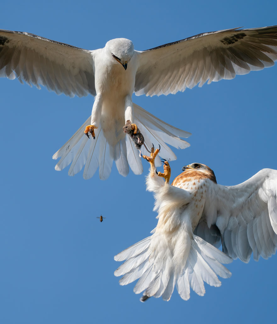 Up For Grabs By Jack Zhi (USA), Highly Commended In Behaviour: Birds
