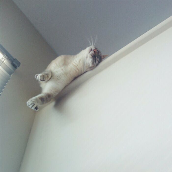 Papá no está aquí, así que puedo hacer tooodo lo que quiera