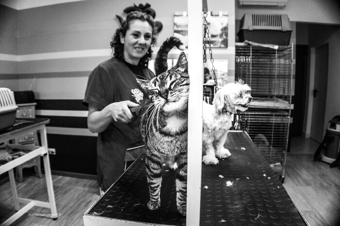 Bdc At The Grooming Shop