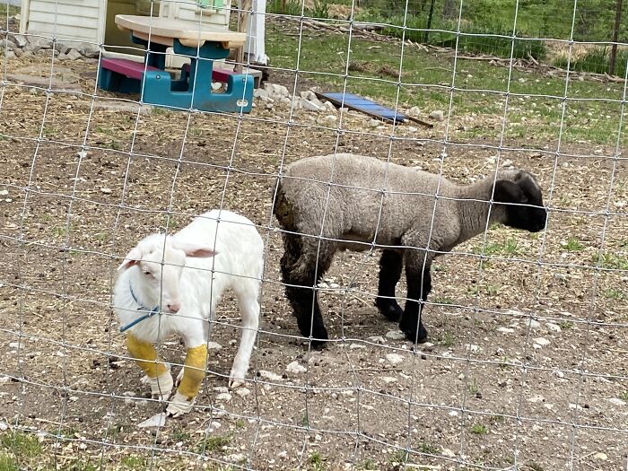 A New Kind Of Animal Rescue: Check Out These Cute Goats And Sheep