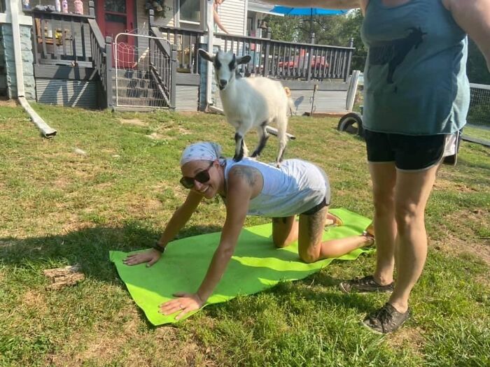 A New Kind Of Animal Rescue: Check Out These Cute Goats And Sheep