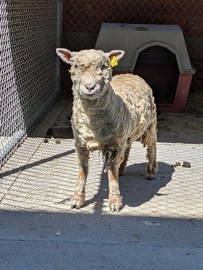 A New Kind Of Animal Rescue: Check Out These Cute Goats And Sheep