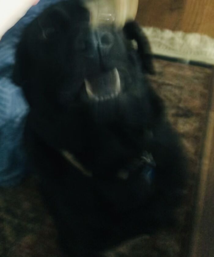 Breaking News: Treats Are Glitching!