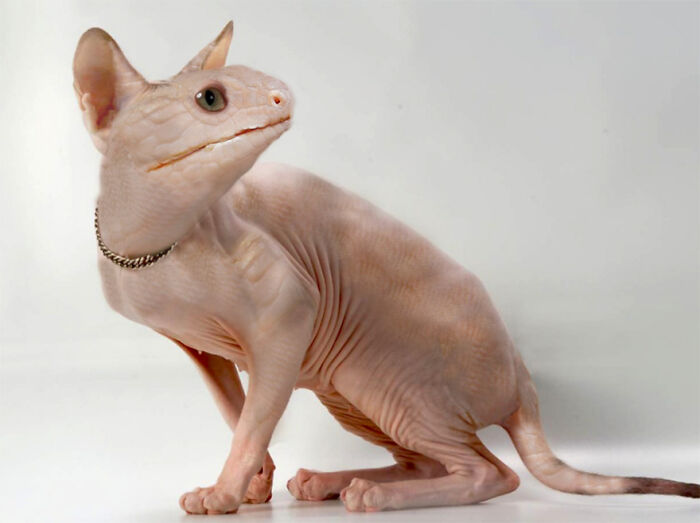 Digital Artists Were Challenged To Create New Creatures In Photoshop And Here Are The Best Ones (33 Pics)