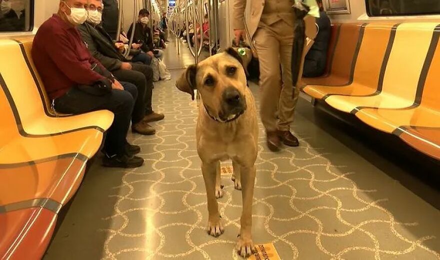 Se vio a este perro usando el transporte público en Estambul, así que las autoridades le pusieron un rastreador: Resulta que viaja más de 30 kilómetros al día