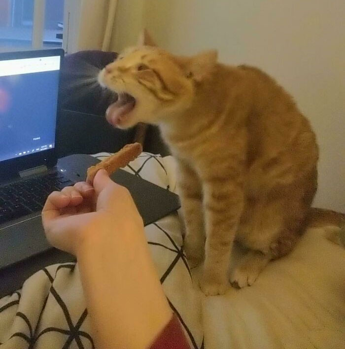 Detesta el pollo empanado, pero intenta robarlo de todos modos. Esto le produce náuseas intensas cada vez. Es un tonto