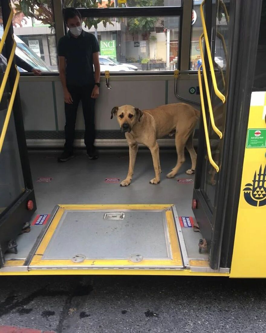 Se vio a este perro usando el transporte público en Estambul, así que las autoridades le pusieron un rastreador: Resulta que viaja más de 30 kilómetros al día