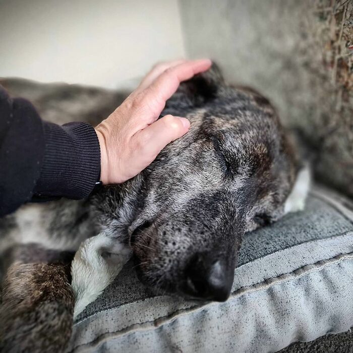 This Dog That Spent 10 Years In A Shelter Due To His Missing Leg, Old Age And Blindness Finally Finds His Forever Home This Dog That Spent 10 Years In A Shelter Due To His Missing Leg, Old Age And Blindness Finally Finds His Forever Home