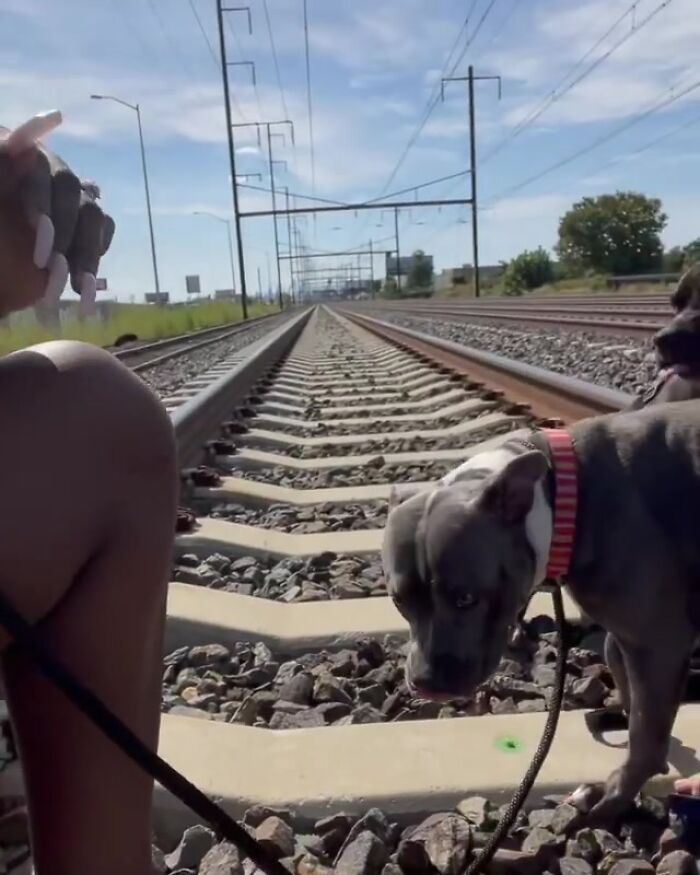 Woman Rescues An Abandoned Pit Bull From Railroad Tracks Seconds Before Train Comes Woman Rescues An Abandoned Pit Bull From Railroad Tracks Seconds Before Train Comes