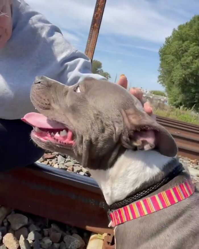 Woman Rescues An Abandoned Pit Bull From Railroad Tracks Seconds Before Train Comes Woman Rescues An Abandoned Pit Bull From Railroad Tracks Seconds Before Train Comes