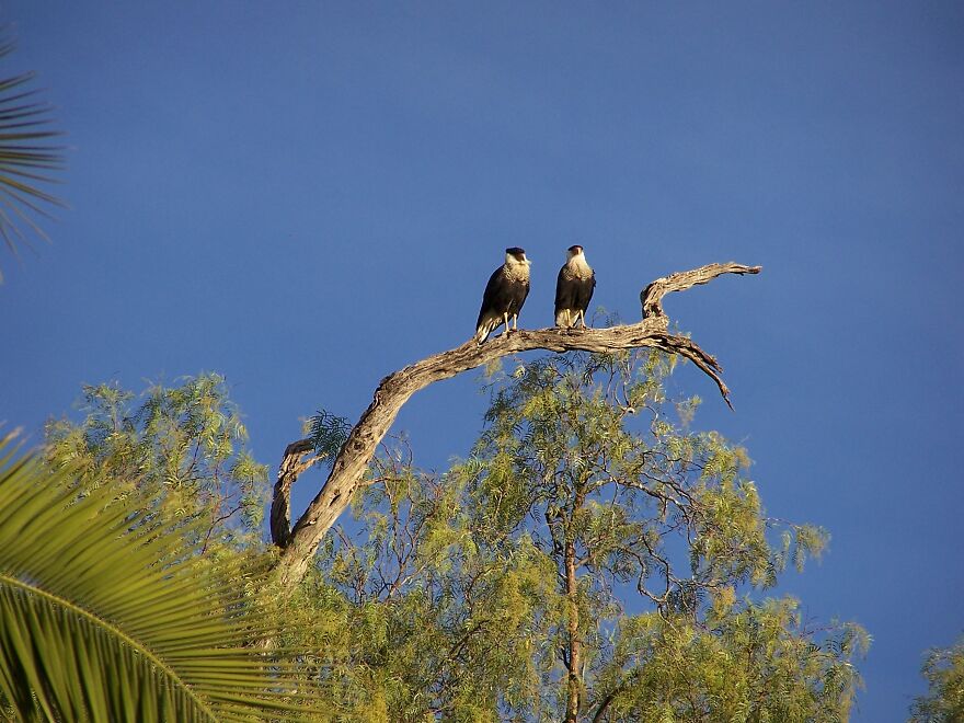 Two Cara Cara Hawks In The Tree Next To My Bedroom!