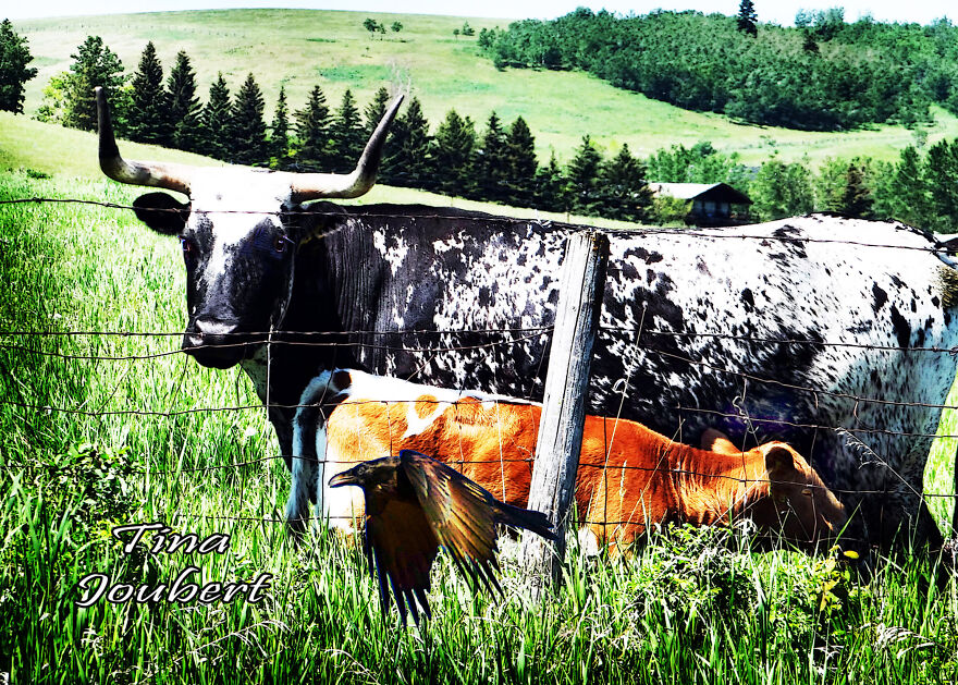 More Recent Road Trips In And Around Calgary Alberta