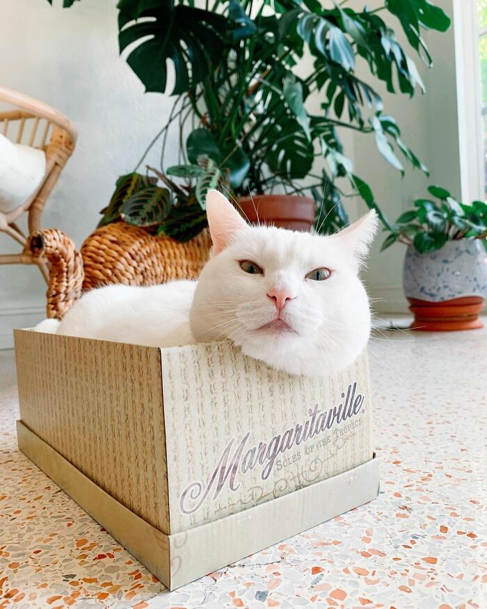 Meet Tuna, A Cat Who Befriends Delivery Men And Her Owner Posts About It On Instagram