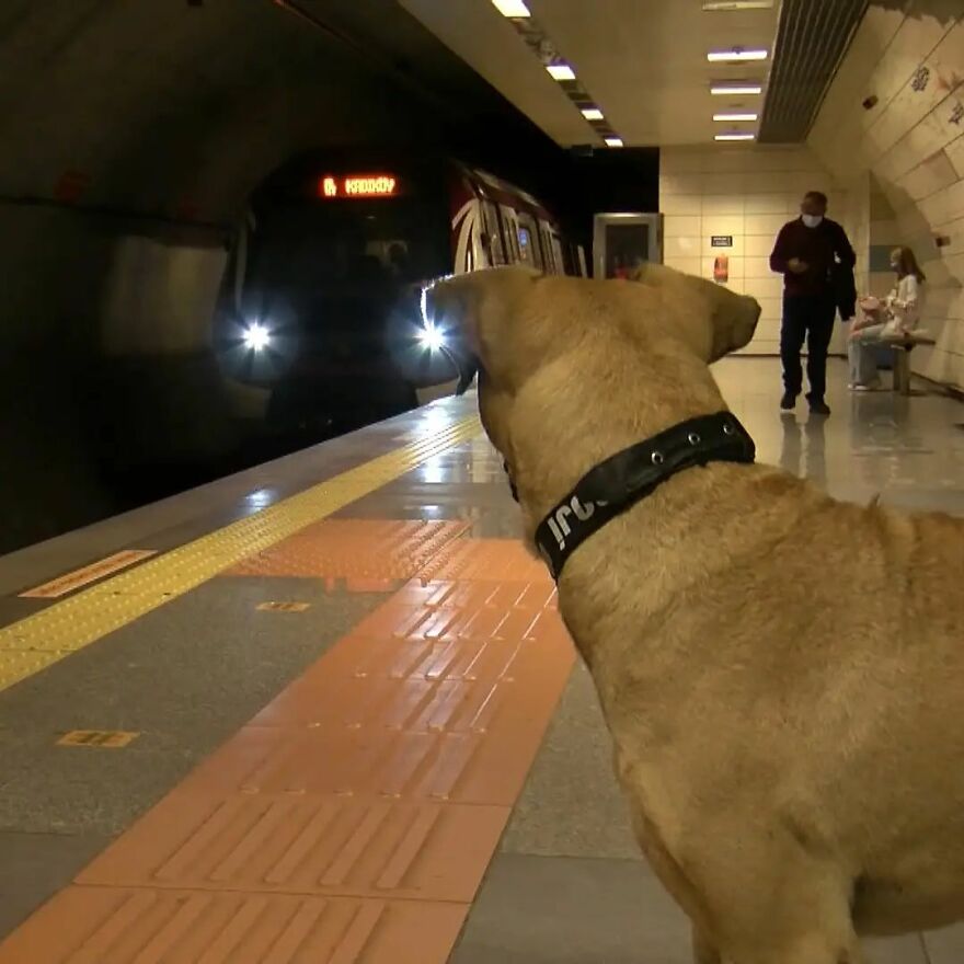 Se vio a este perro usando el transporte público en Estambul, así que las autoridades le pusieron un rastreador: Resulta que viaja más de 30 kilómetros al día