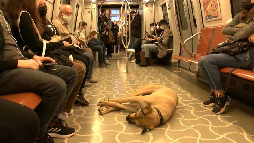 Se vio a este perro usando el transporte público en Estambul, así que las autoridades le pusieron un rastreador: Resulta que viaja más de 30 kilómetros al día