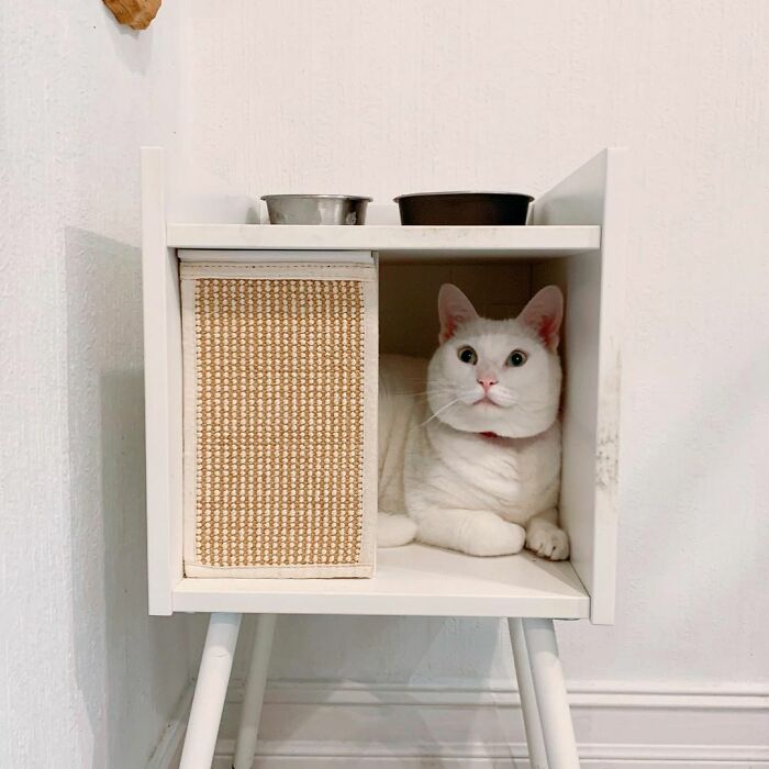 Meet Tuna, A Cat Who Befriends Delivery Men And Her Owner Posts About It On Instagram