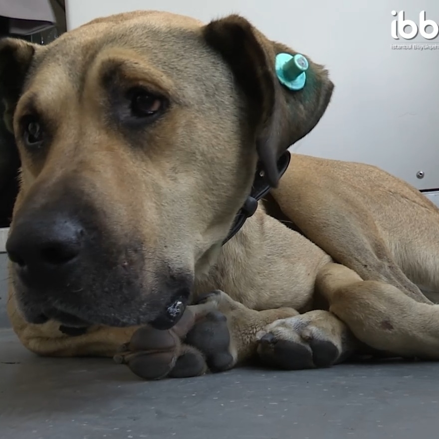 Se vio a este perro usando el transporte público en Estambul, así que las autoridades le pusieron un rastreador: Resulta que viaja más de 30 kilómetros al día