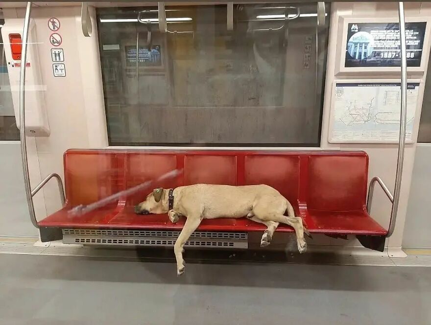 Se vio a este perro usando el transporte público en Estambul, así que las autoridades le pusieron un rastreador: Resulta que viaja más de 30 kilómetros al día