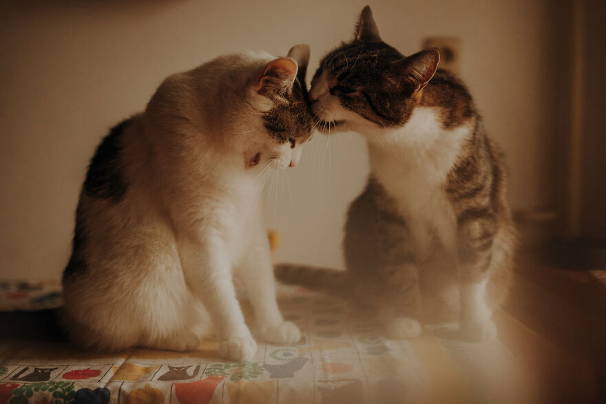 I Capture Beautiful Emotions Of My Two Favorite Models