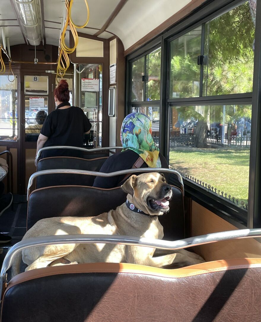 Se vio a este perro usando el transporte público en Estambul, así que las autoridades le pusieron un rastreador: Resulta que viaja más de 30 kilómetros al día