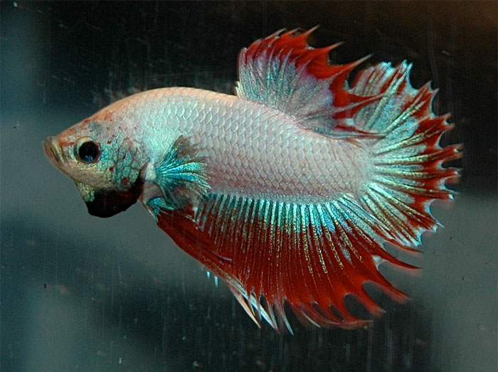 30 Incredibly Bizarre Things People Saw Happen Yet Others Refuse To Believe They Did