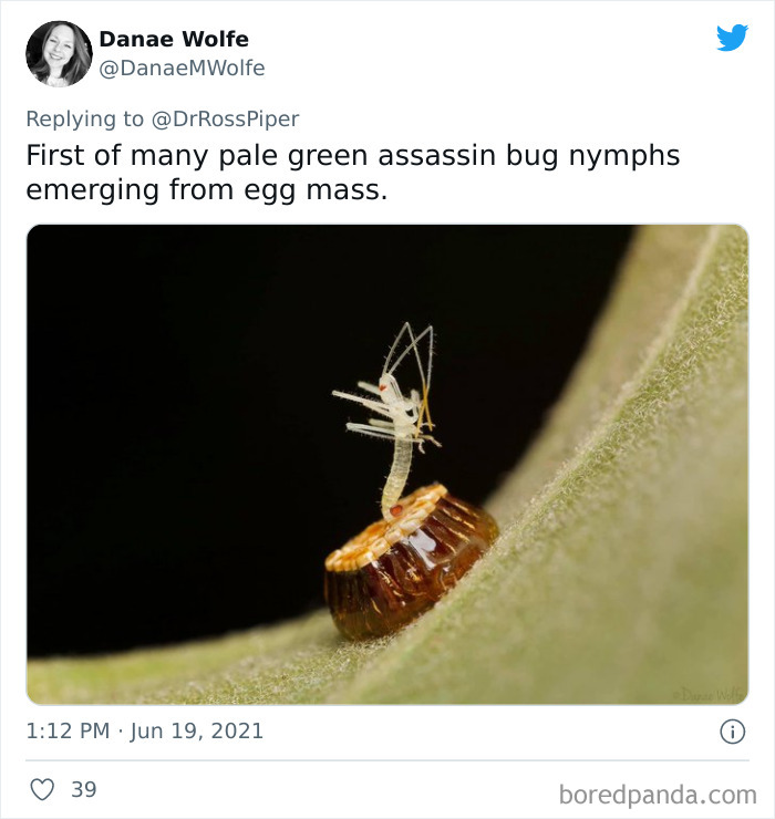 Birth Of An Assassin Bug Nymph