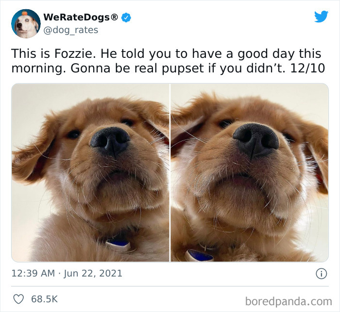 Dog-Rates-Twitter