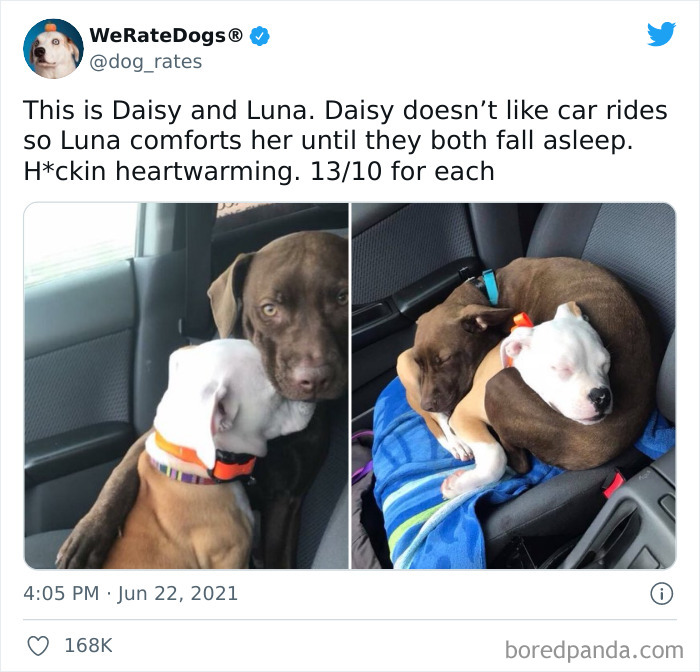 Dog-Rates-Twitter