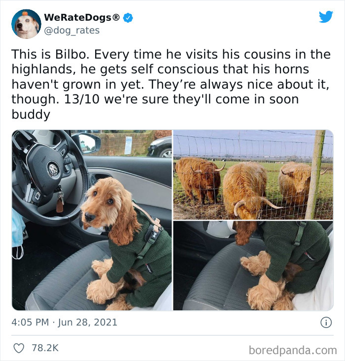 Dog-Rates-Twitter