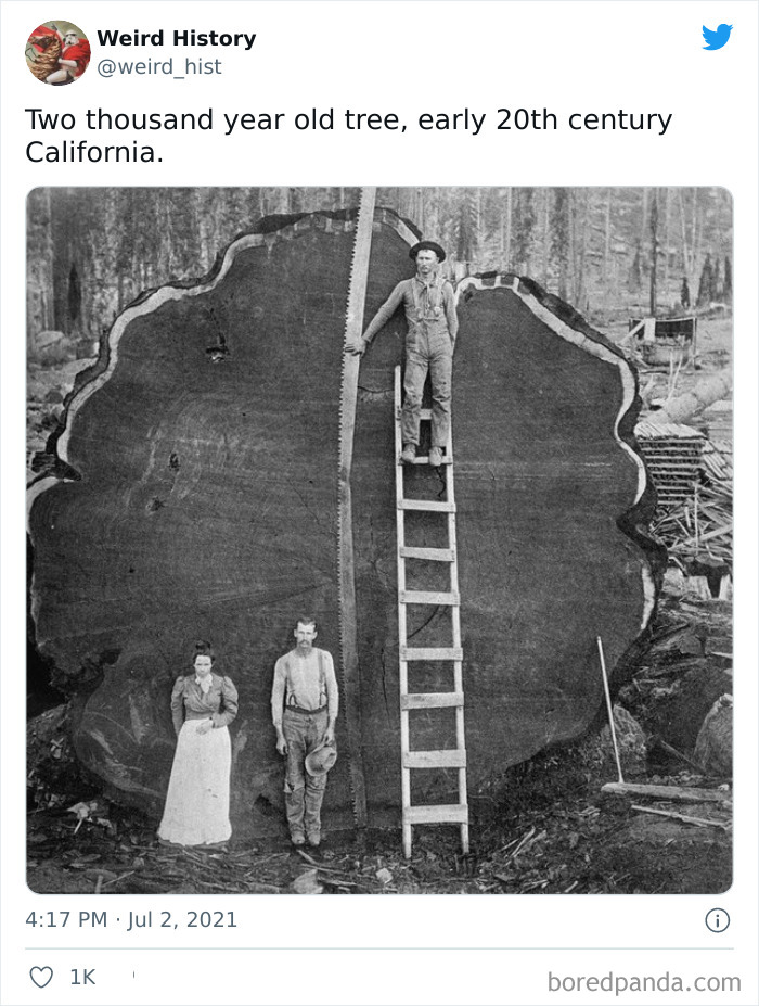 Early 20th century photo showing a two-thousand-year-old tree cross-section with people and large saw, weird history facts.