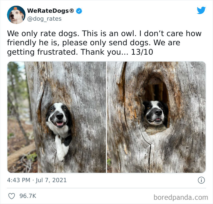 Dog-Rates-Twitter