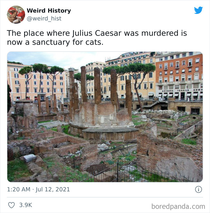 Ancient Roman ruins where Julius Caesar was m******d, now a sanctuary for cats, illustrating weird history facts.