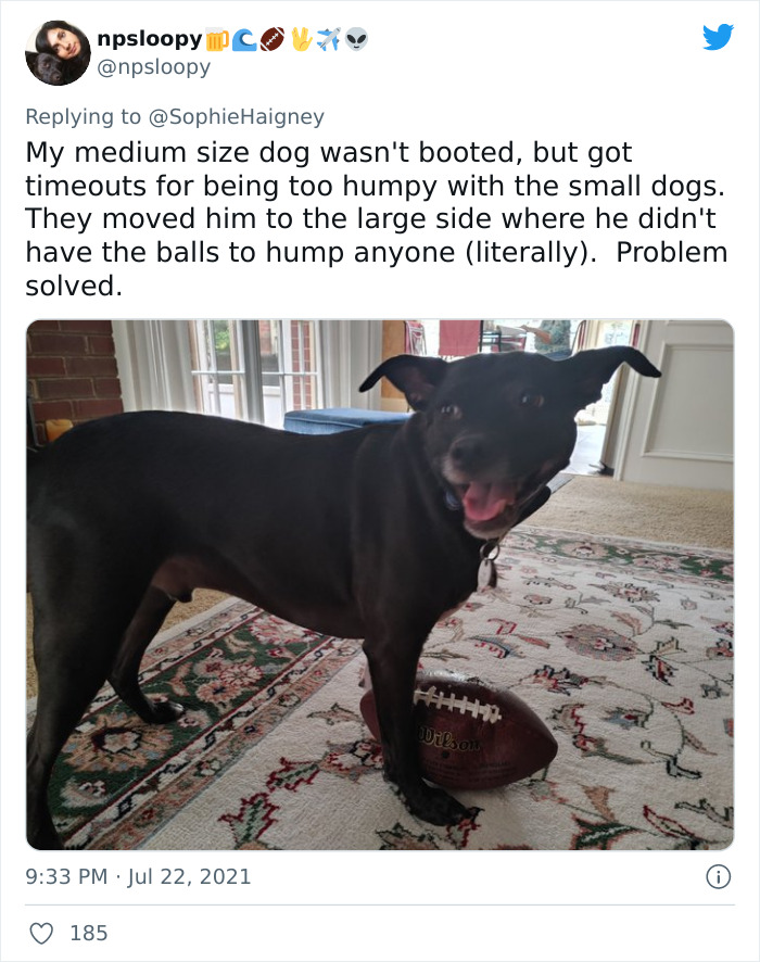 Doggos-Expelled-Daycare