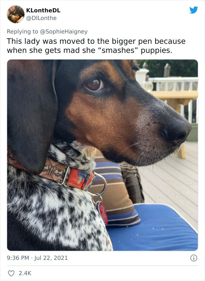 Doggos-Expelled-Daycare