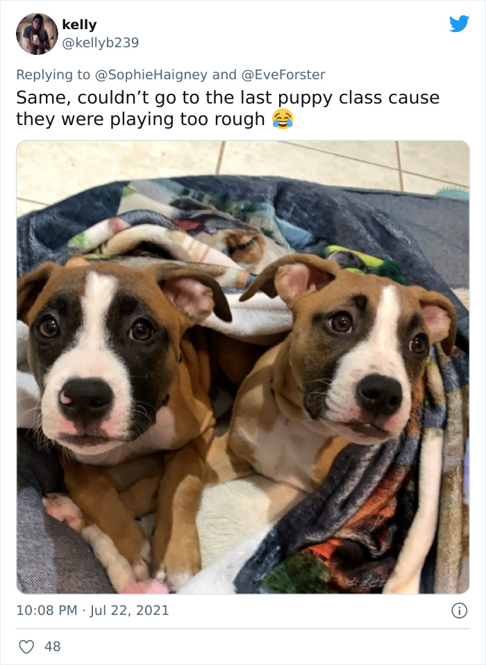 Doggos-Expelled-Daycare