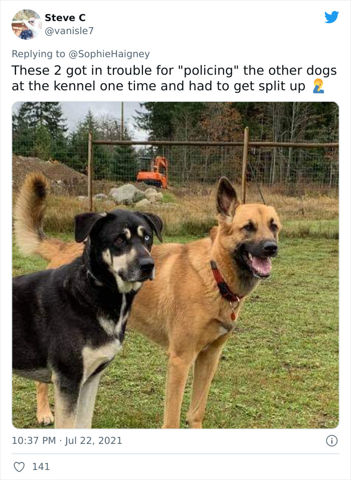 Doggos-Expelled-Daycare