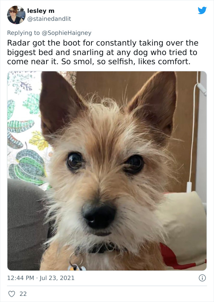 Doggos-Expelled-Daycare