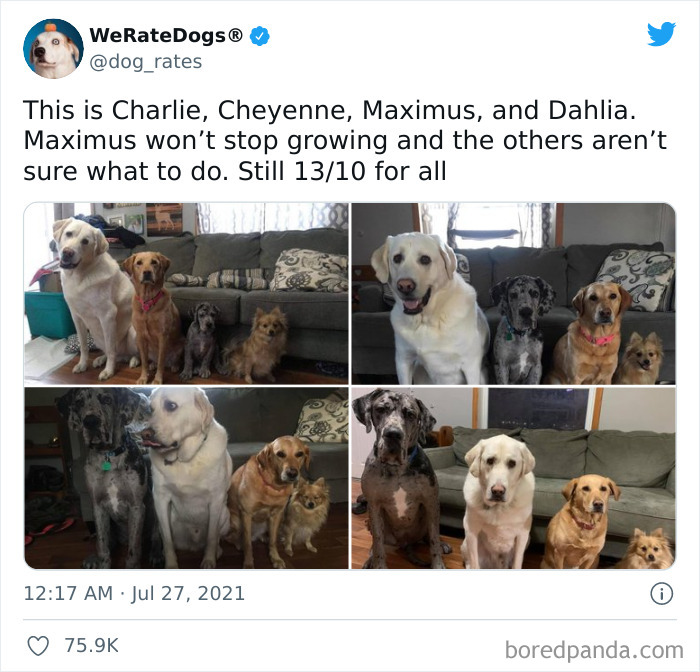 Dog-Rates-Twitter