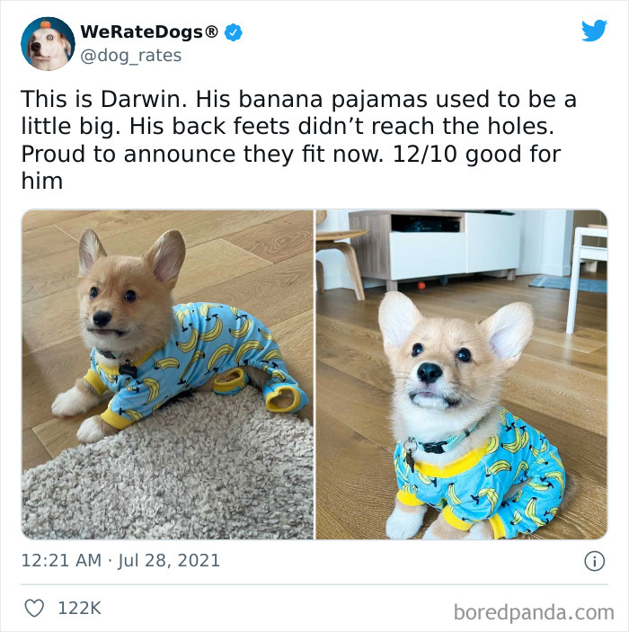 Dog-Rates-Twitter