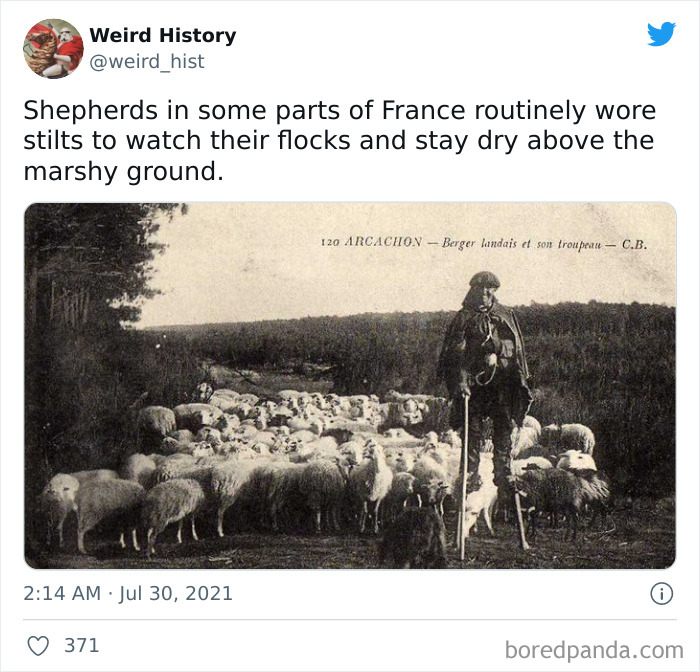 Black and white image of a shepherd on stilts watching over a flock of sheep, illustrating weird history facts.