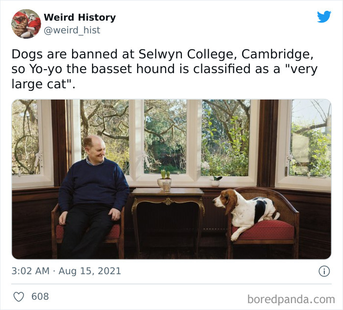 Man sitting in a room with a basset hound classified as a large cat, illustrating weird history facts and trivia.