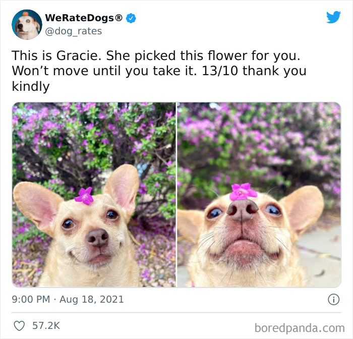 Dog-Rates-Twitter
