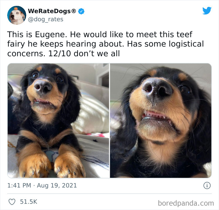 Dog-Rates-Twitter