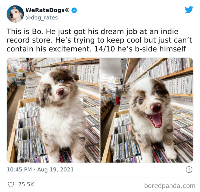 Dog-Rates-Twitter